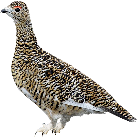 Rock Ptarmigan
